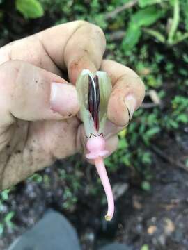 Image of Cavendishia grandifolia Herold