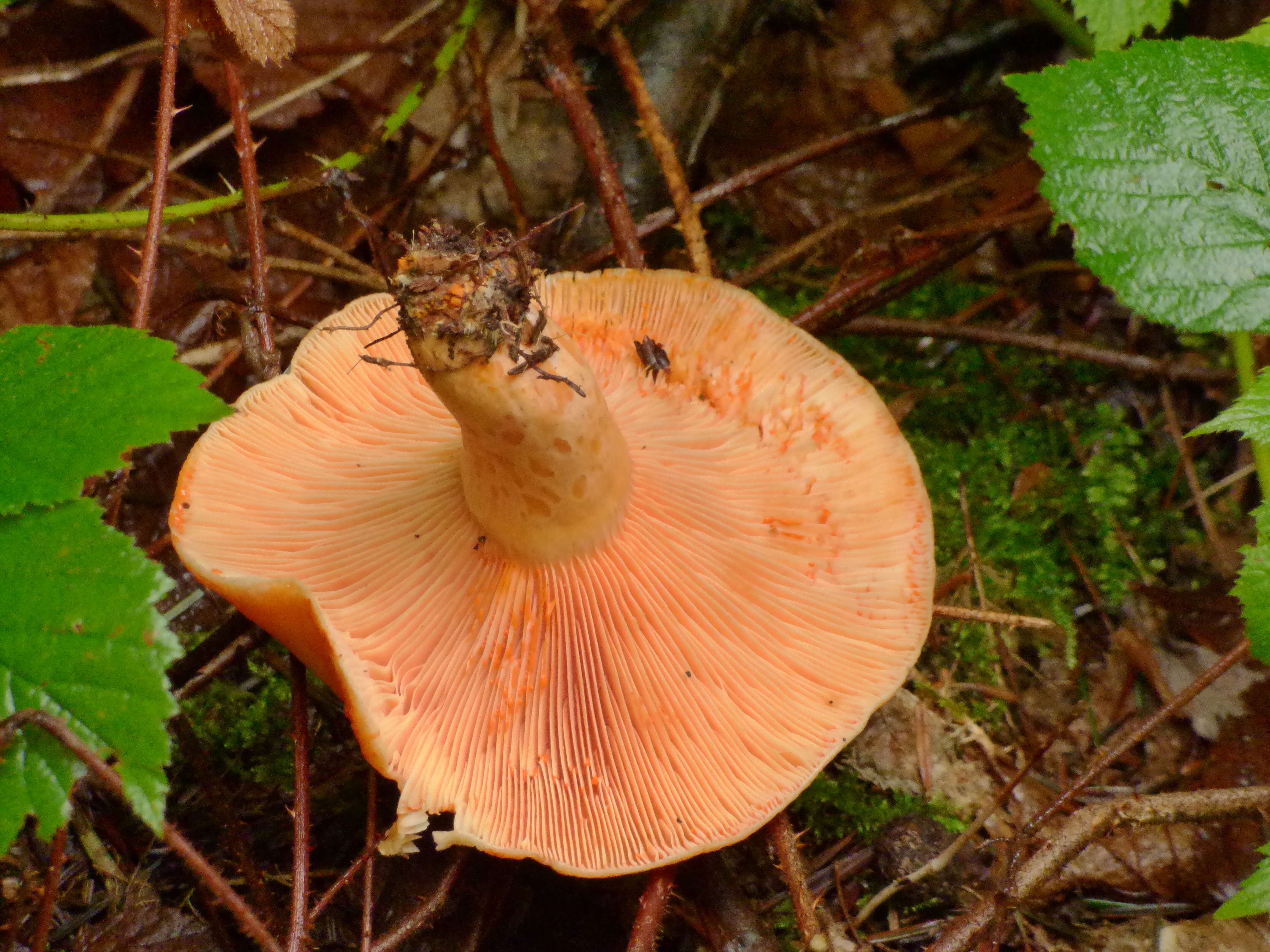 Image of Red Pine Mushroom