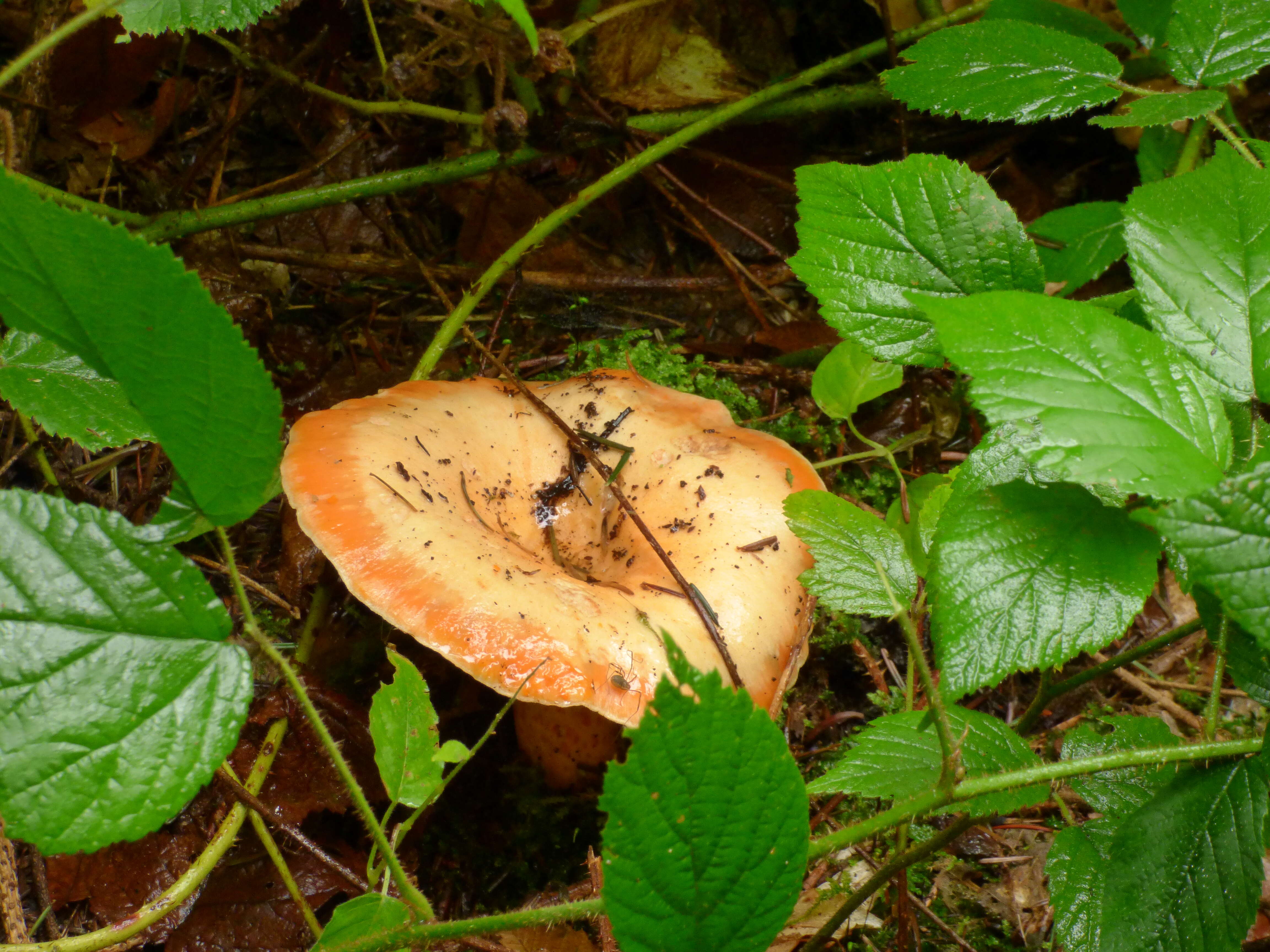 Image of Red Pine Mushroom