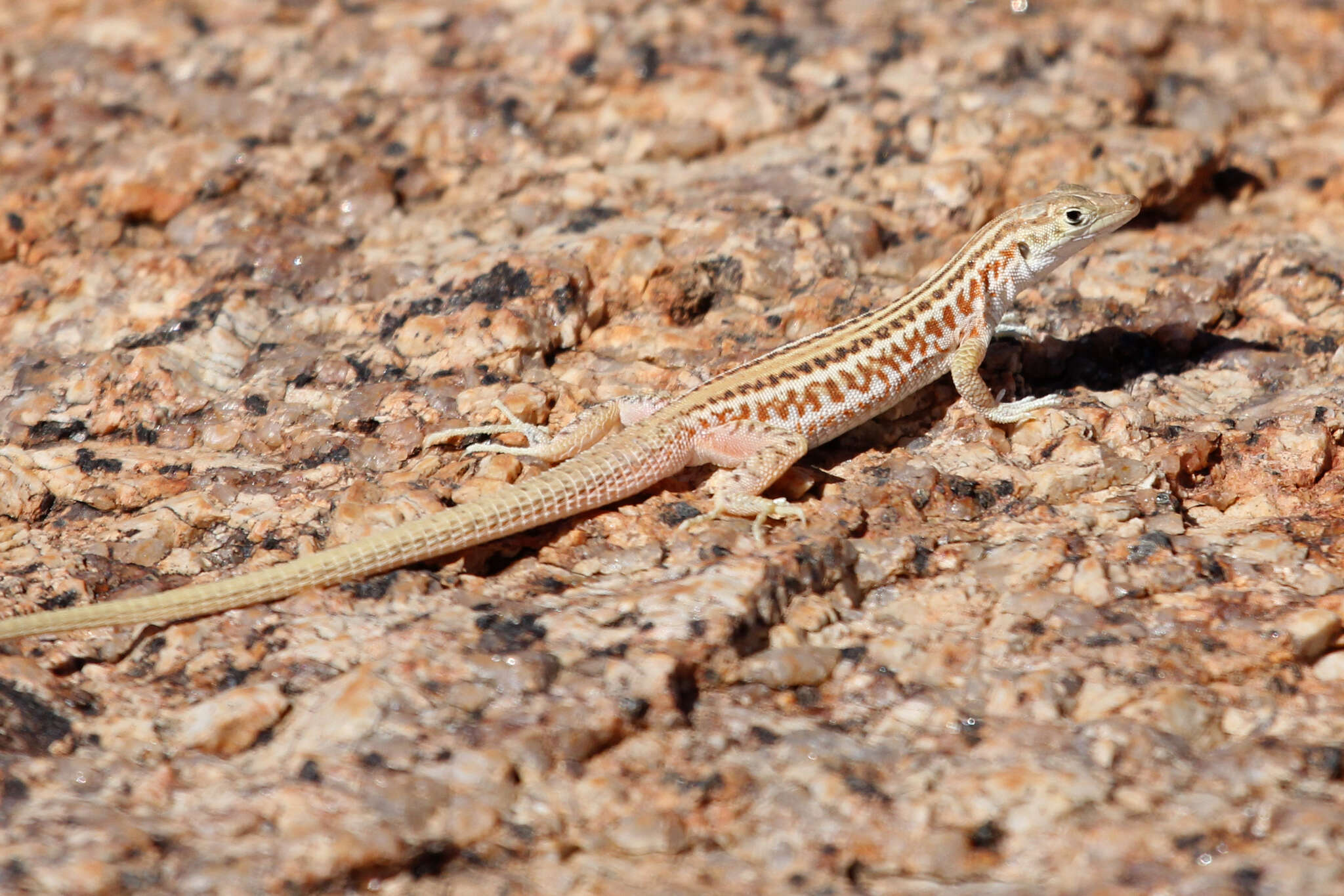 Image de Pedioplanis namaquensis (Duméril & Bibron 1839)