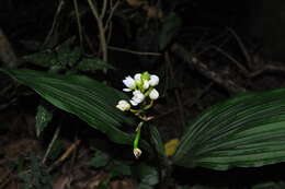 Govenia utriculata (Sw.) Lindl.的圖片