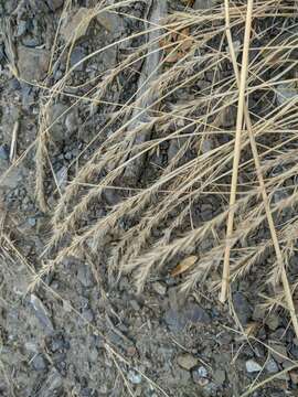 Image of crinkleawn fescue