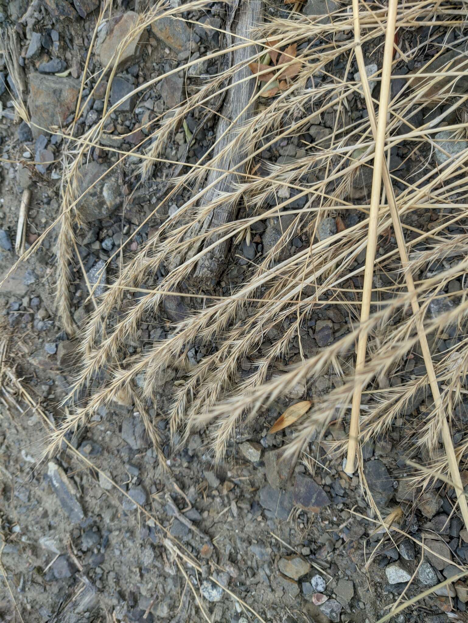 صورة Festuca subuliflora Scribn.