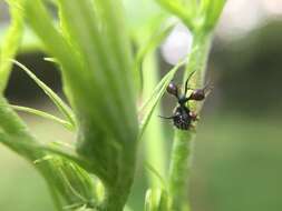 Image of Ant-mimicking Treehopper