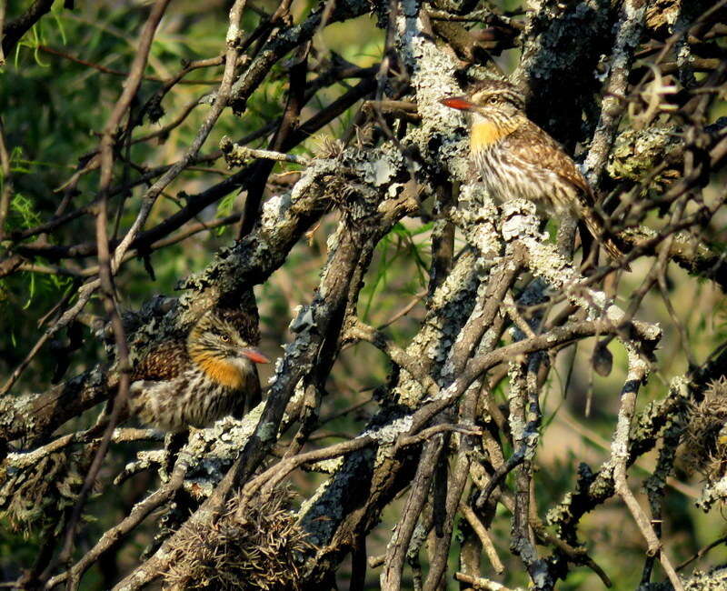 Image of Caatinga Puffbird