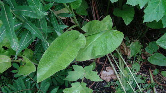 Image of Cicerbita macrophylla (Willd.) Wallr.