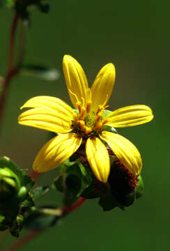 Image of starry rosinweed