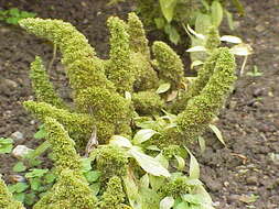 Imagem de Amaranthus caudatus L.