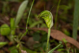 Image of Collared greenhood