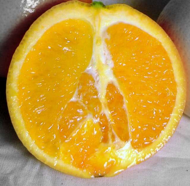 Image of Citrus × sinensis