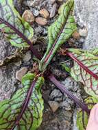 Image of <i>Rumex <i>sanguineus</i></i> var. sanguineus