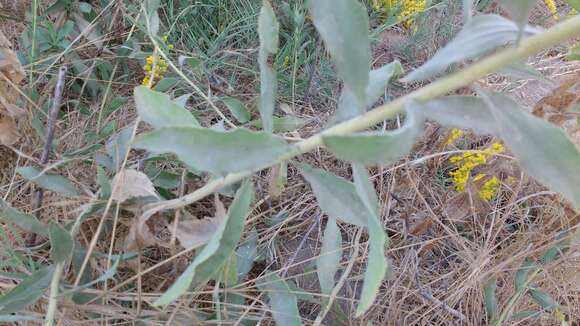 Image of California goldenrod