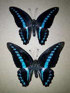 Image of Graphium milon (Felder & Felder 1864)