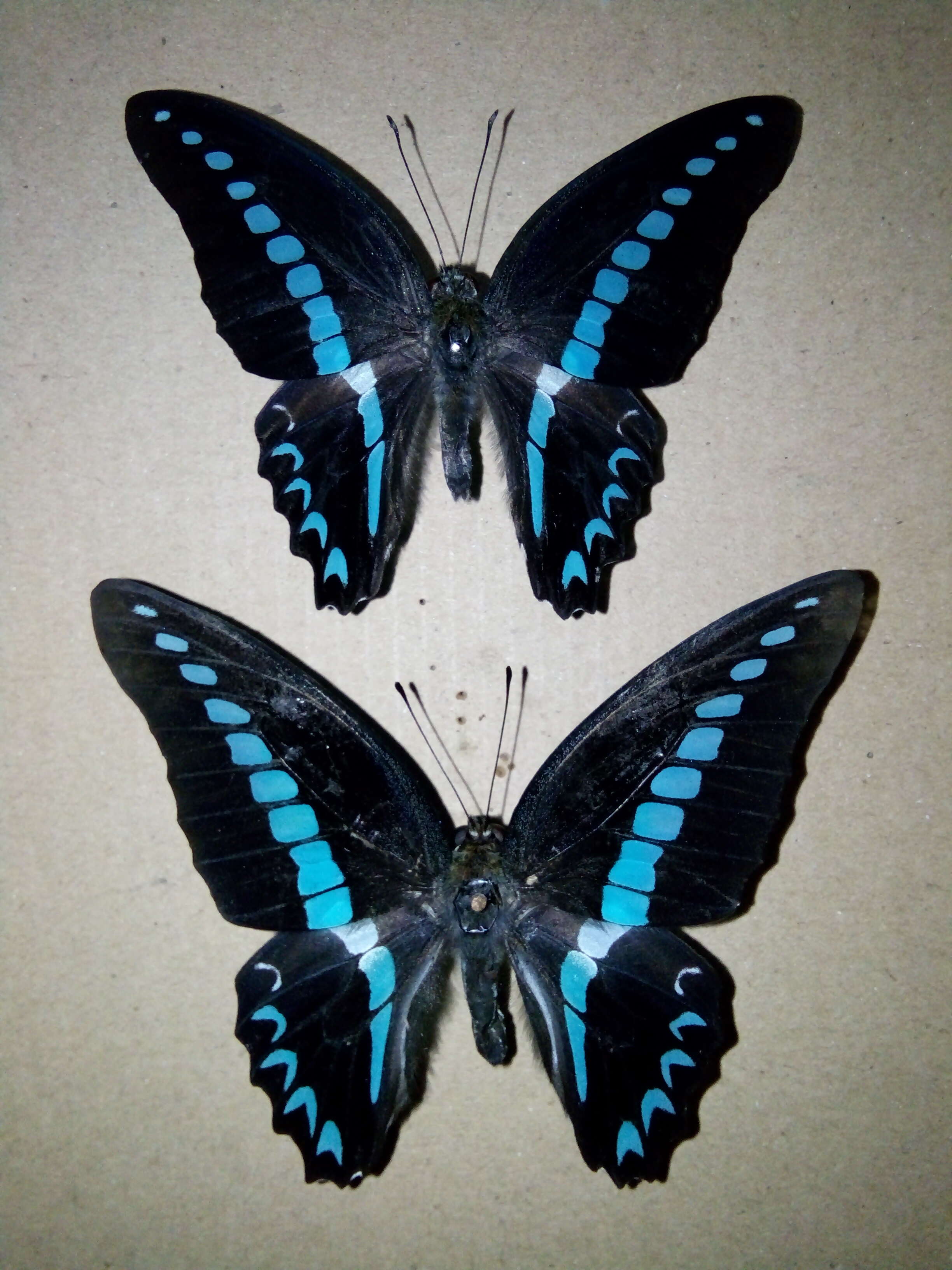 Image of Graphium milon (Felder & Felder 1864)