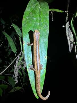 Image of Cukra Climbing Salamander