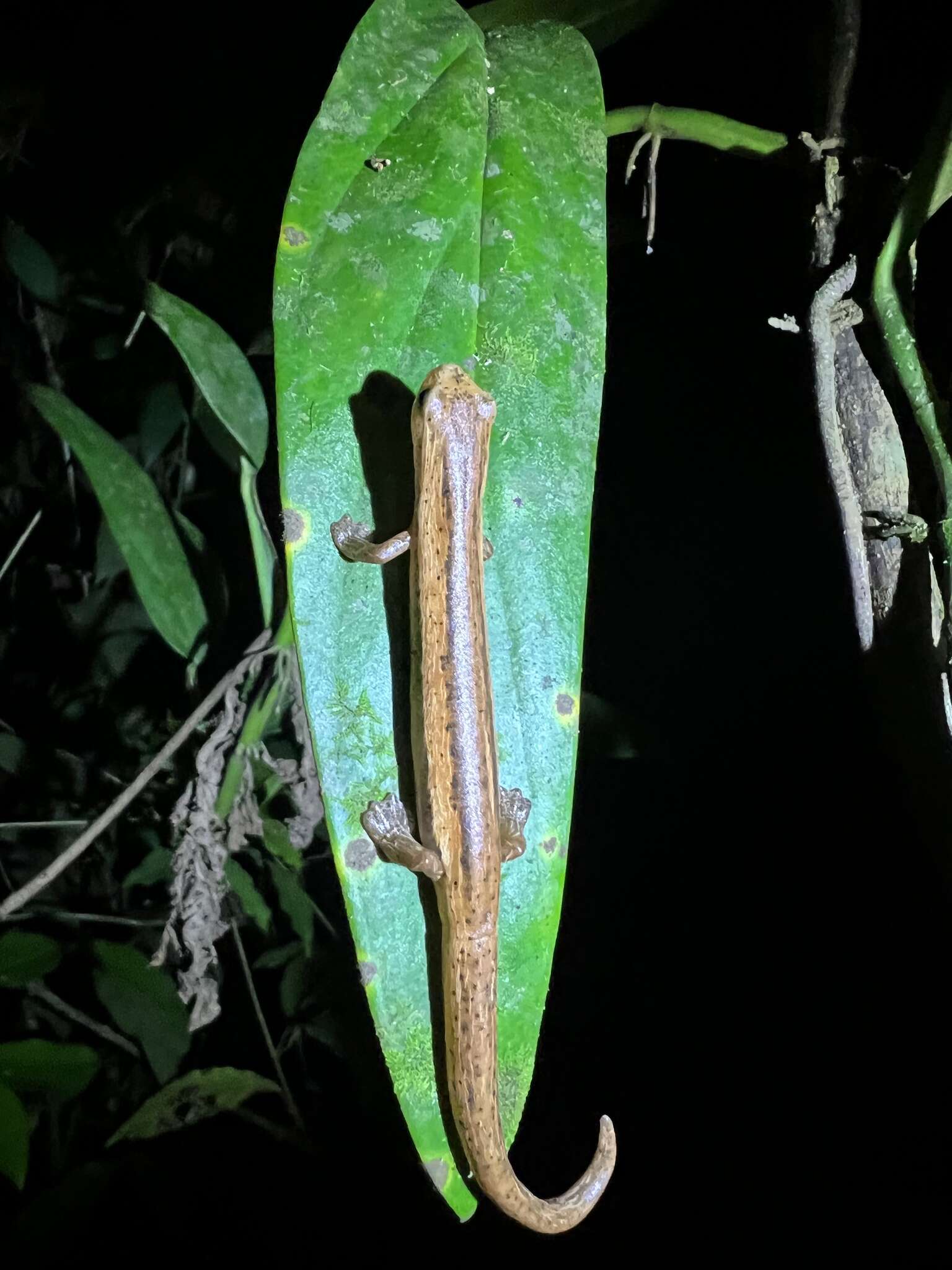 Imagem de Bolitoglossa striatula (Noble 1918)