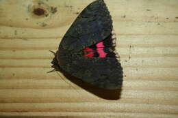 Image of Darling Underwing