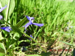 Image of twolobe larkspur