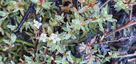 Image of Pimelea suteri T. Kirk