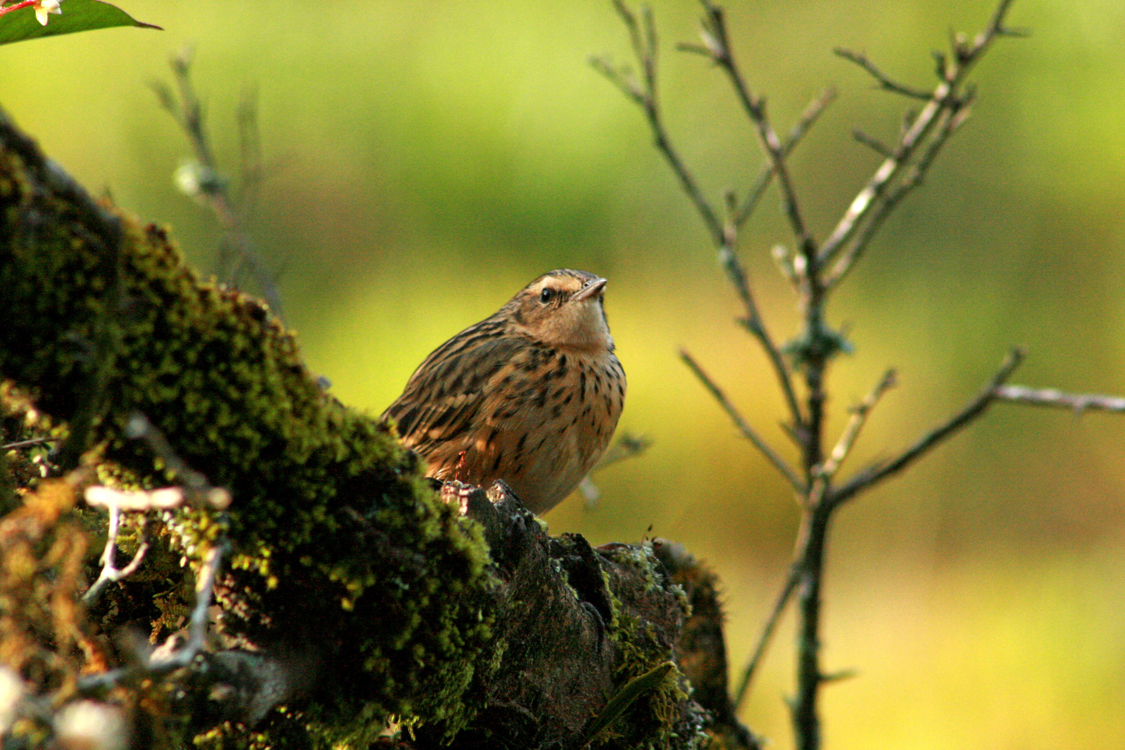 Image of Nilgiri Pipit