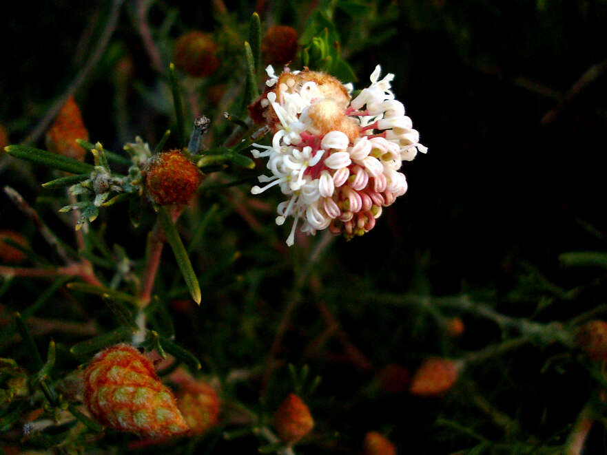 Image of Grevillea crithmifolia R. Br.