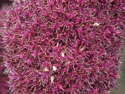 Image of love-lies-bleeding