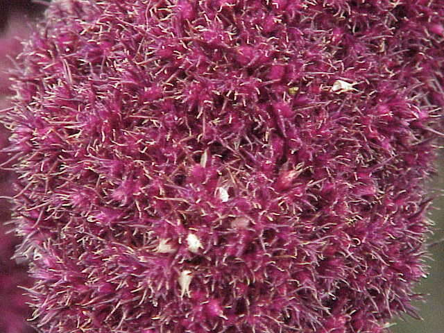 Image of love-lies-bleeding