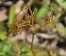 Image of Drosera peltata subsp. auriculata (Backh. ex Planch.) Conn