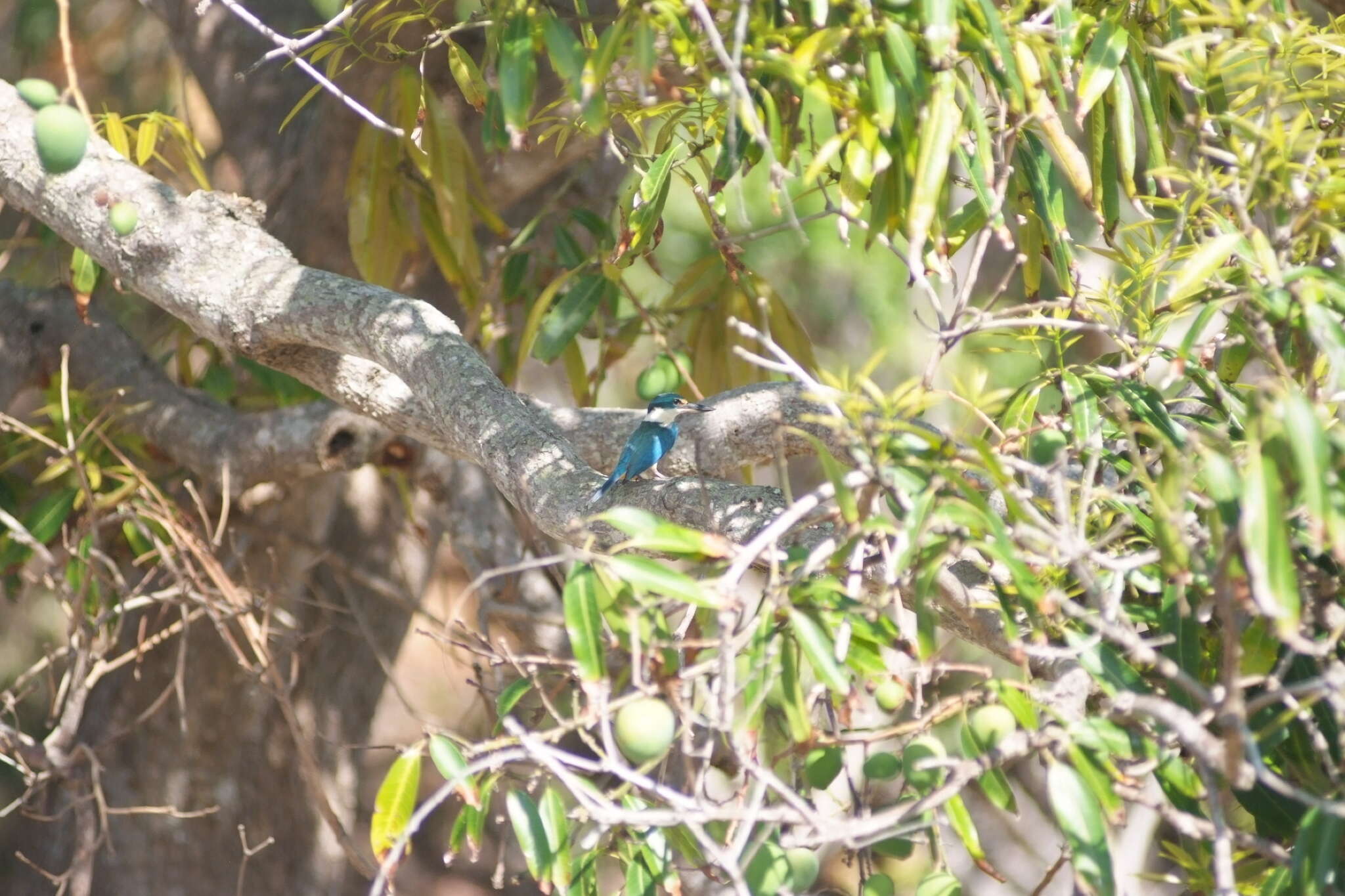 Image of Todiramphus sanctus canacorum (Brasil & L 1916)