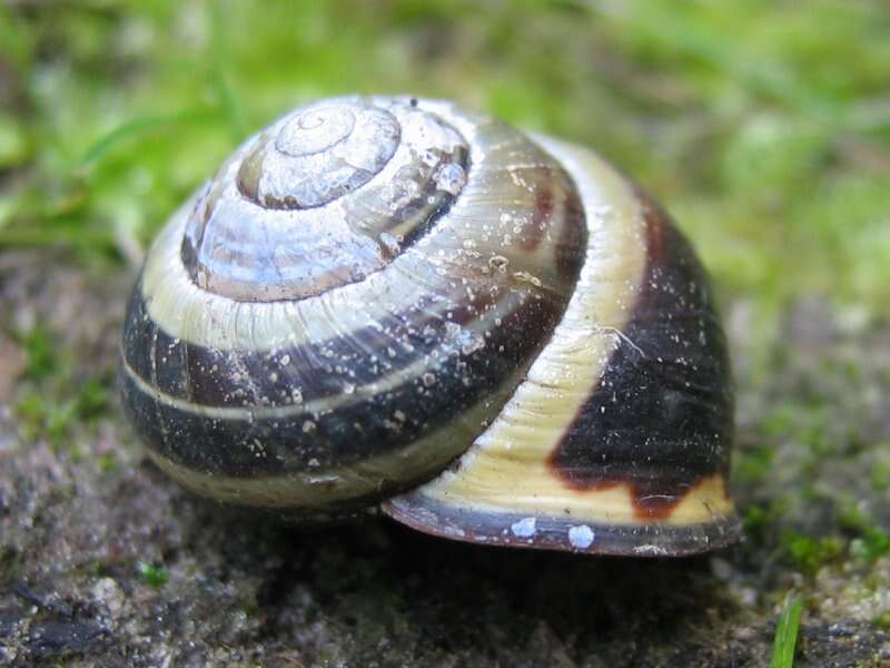 Image of Brown Lipped Snail