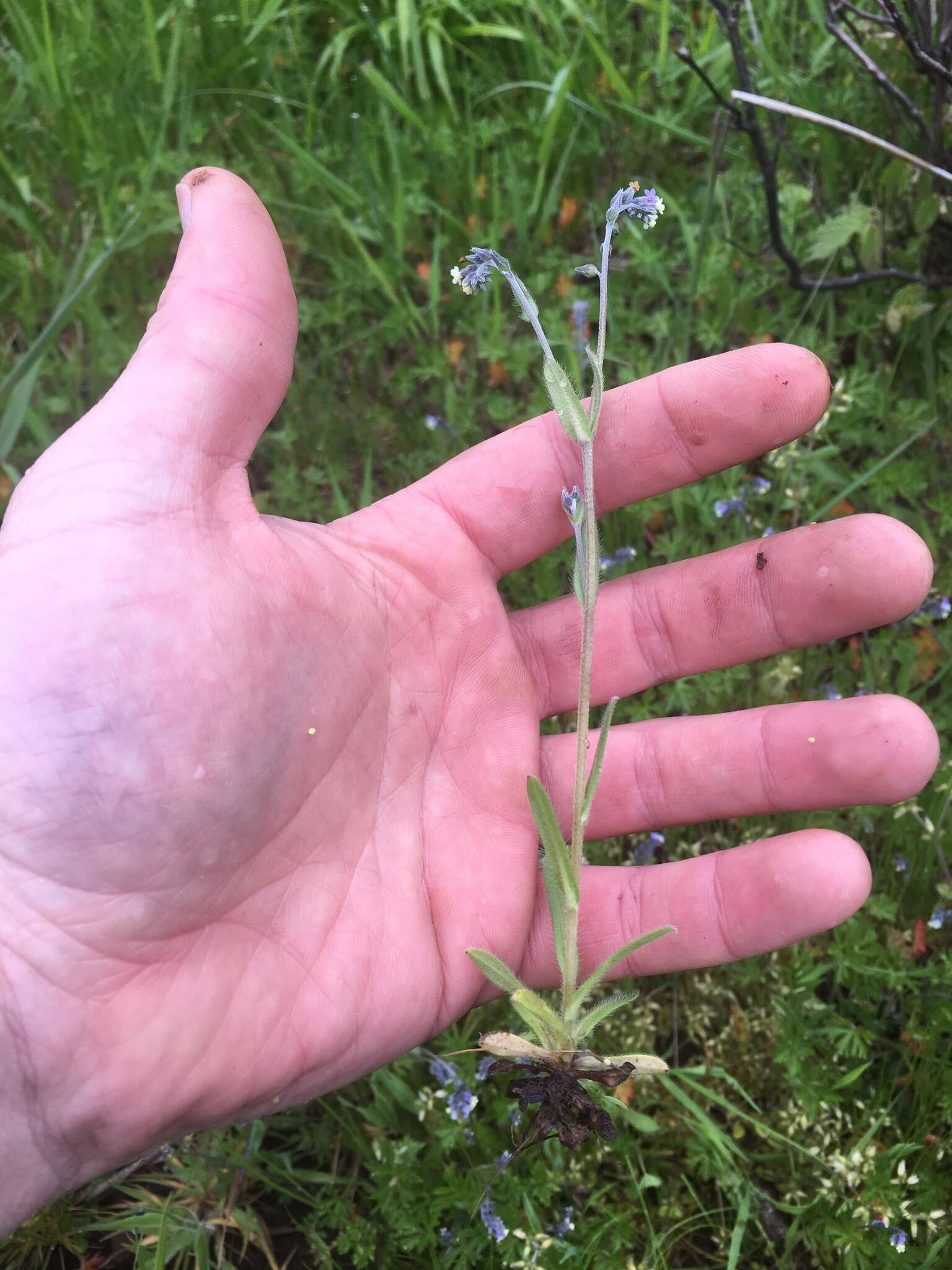 Imagem de Myosotis discolor Pers.