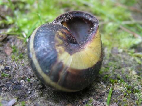 Image of Brown Lipped Snail