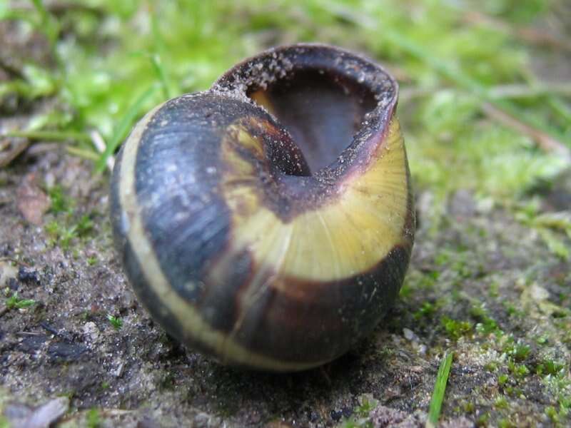 Image of Brown Lipped Snail