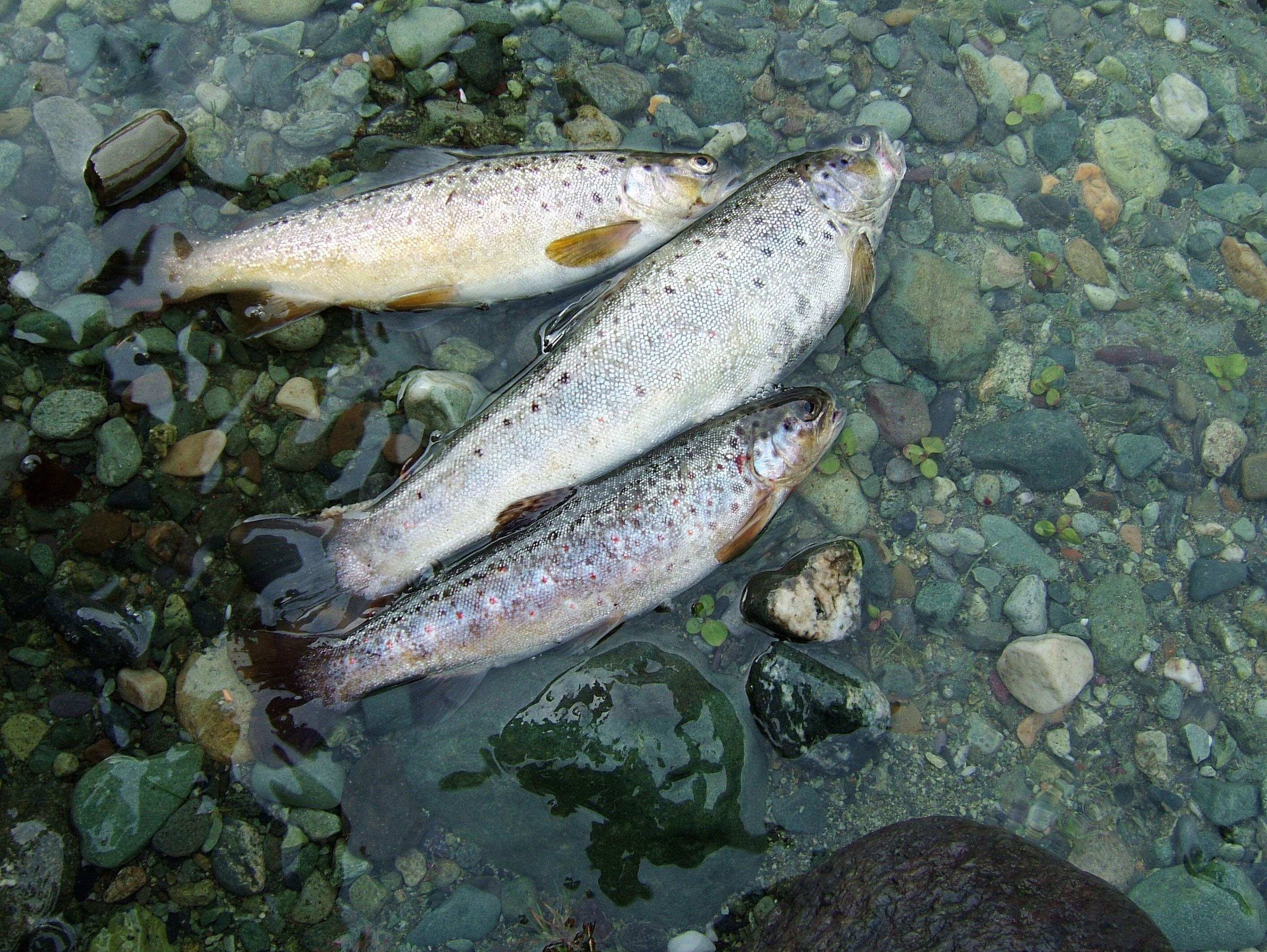 Image of Brown Trout