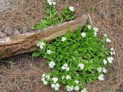 Image of Lithospermum distichum Ortega