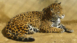 Image of Jaguar