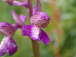 Image of Anacamptis morio subsp. picta (Loisel.) Jacquet & Scappat.