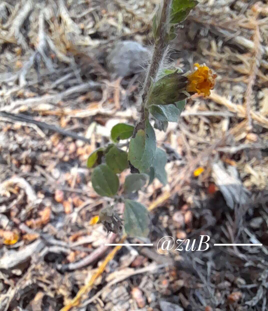 Image of annual bushsunflower