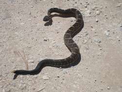 Image of Crotalus molossus nigrescens Gloyd 1936