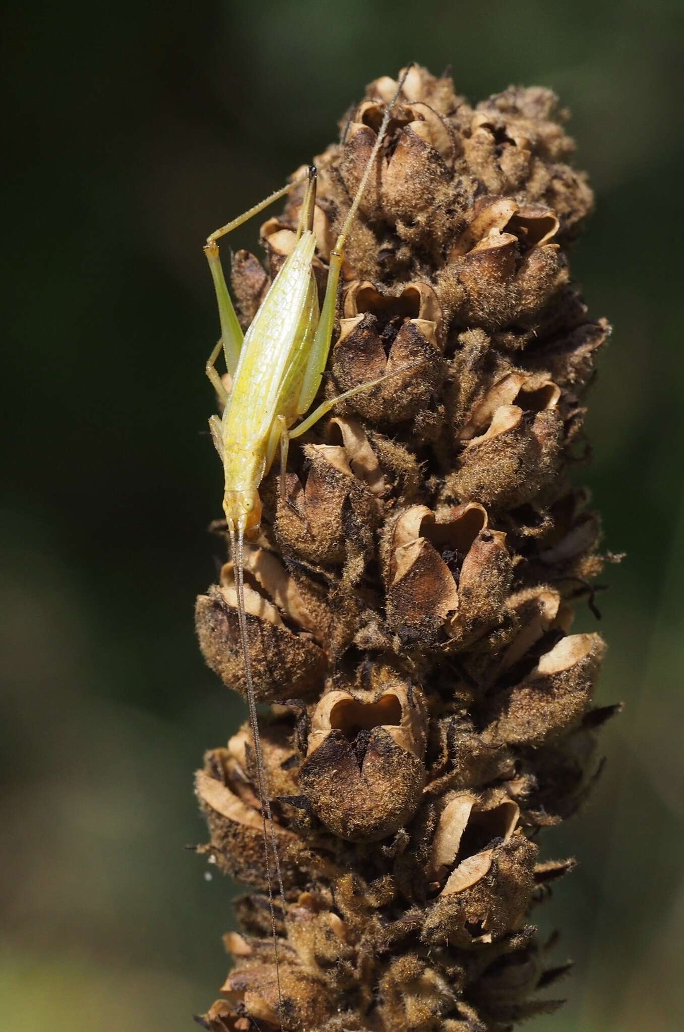 Image of Forbes's Tree Cricket