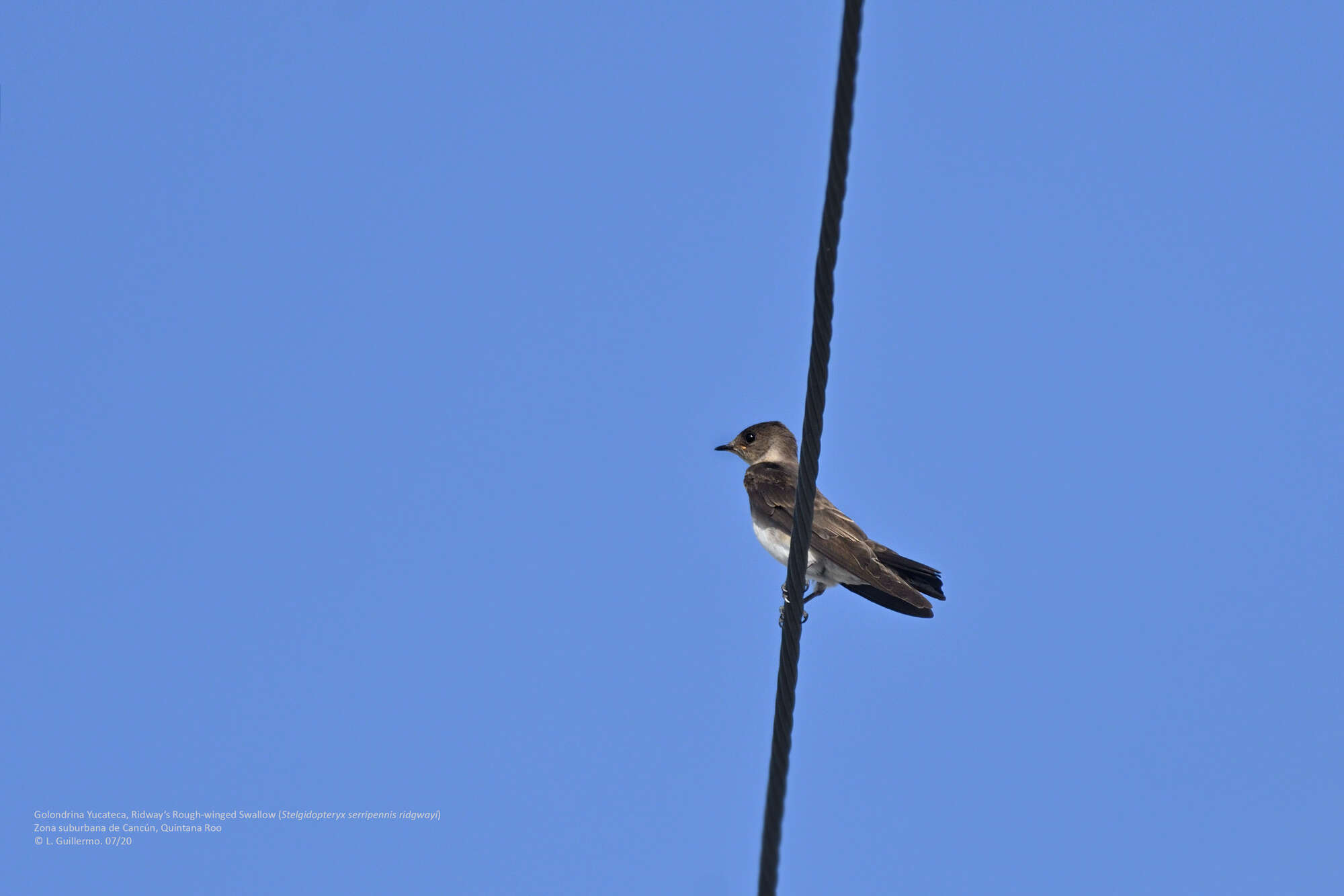 صورة Stelgidopteryx serripennis ridgwayi Nelson 1901