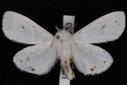 Image of Virginian Tiger Moth