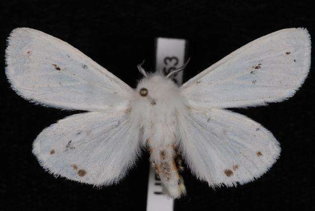 Imagem de Spilosoma virginica Fabricius 1798