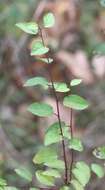 Image of Cherry Plum