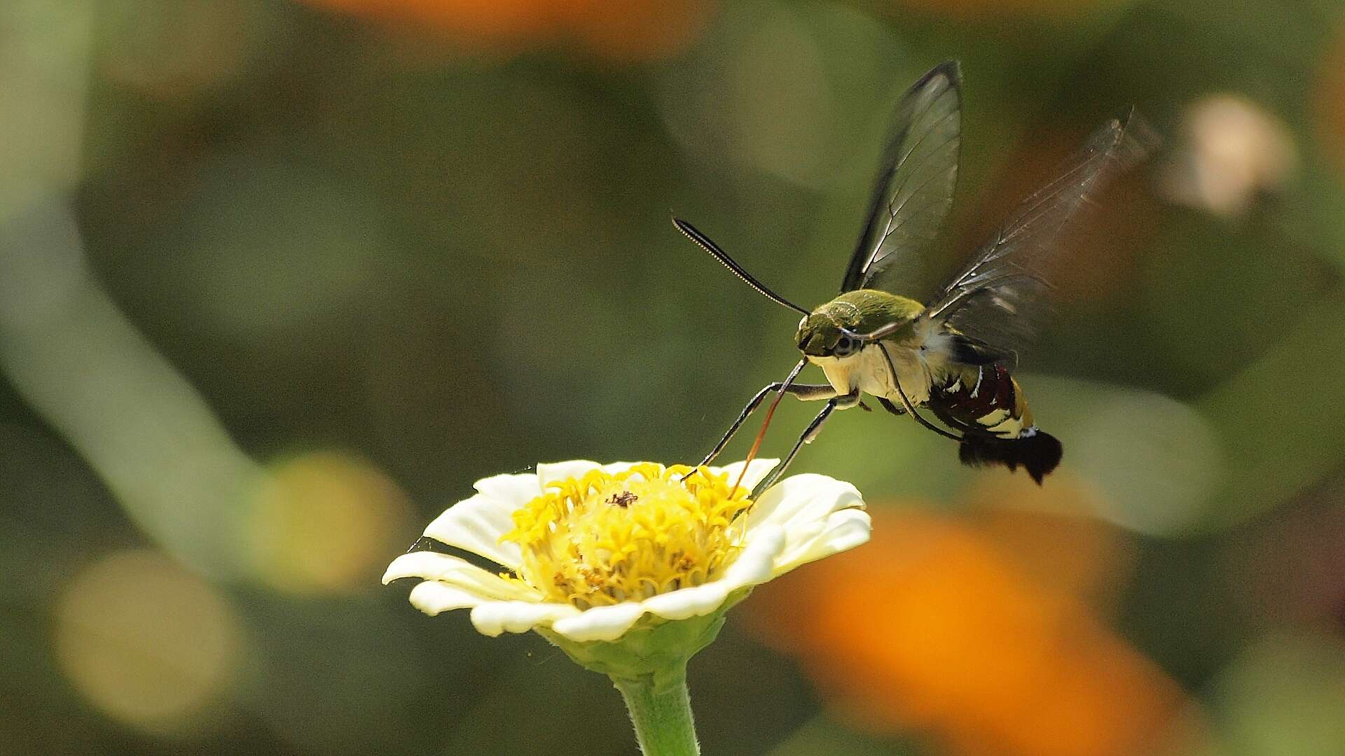 Image of Coffee Clearwing