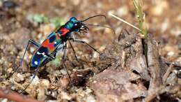 Image of tigerbeetle