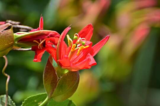 Image of Red passion flower