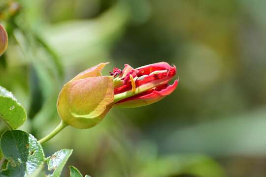 Passiflora manicata (A. Juss.) Persoon的圖片