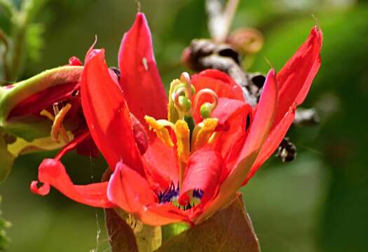 Image of Red passion flower