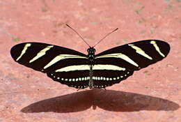 Image of Zebra Longwing